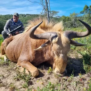 Golden Wildebeest Hunt South Africa