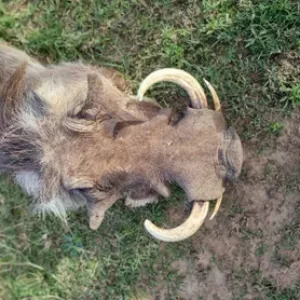 Warthog Hunt South Africa