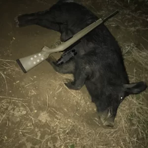 Hog Hunting