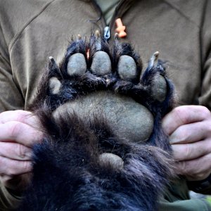 Bear Paw Canada