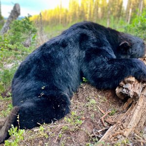 Bear Hunt Canada