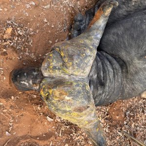 Buffalo Hunt Mozambique