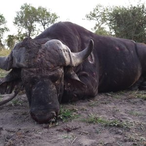 Buffalo Hunt Mozambique