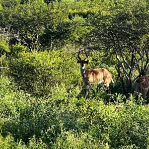 Nyala Cow With Horns KwaZulu-Natal South Africa