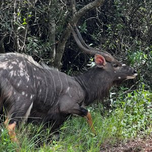 Nyala KwaZulu-Natal South Africa