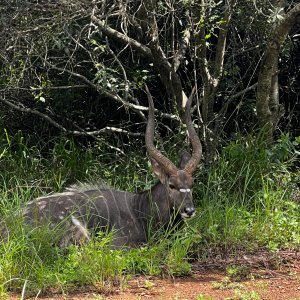 Nyala KwaZulu-Natal South Africa