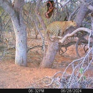 Leopard Trail Camera Namibia