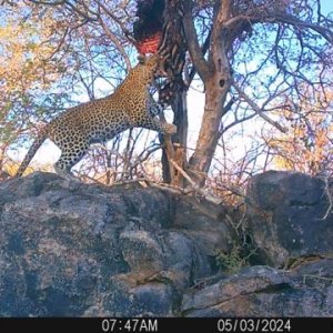 Leopard Trail Camera Namibia