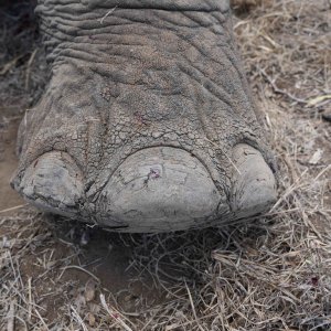 Media 'Elephant Foot South Africa' in category 'Nature & Wildlife Africa'