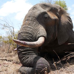 Media 'Elephant Hunt South Africa' in category 'Hunting Africa'