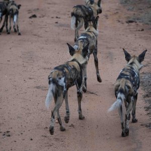 Wild Dogs South Africa