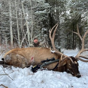 Elk Hunt Idaho