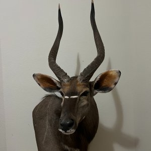 Nyala Wall Pedestal Mount Taxidermy