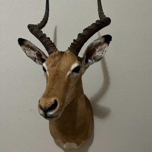 Impala Shoulder Mount Taxidermy