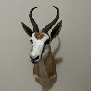 Springbok Shoulder Mount Taxidermy