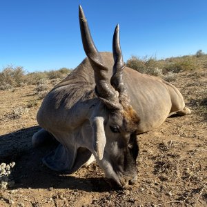 Eland Hunt Namibia