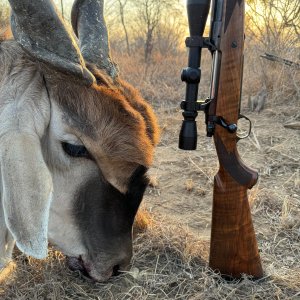 42 Inch Eland Hunt Zimbabwe