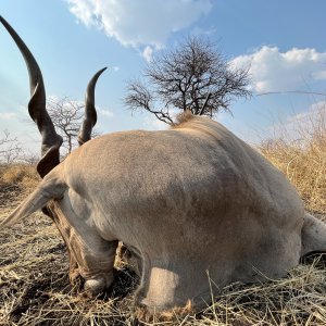 42 Inch Eland Hunt Zimbabwe