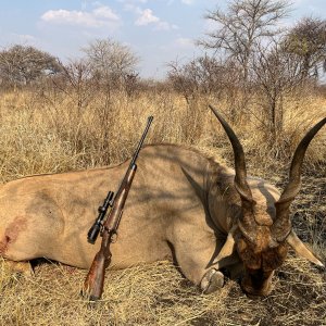 42 Inch Eland Hunt Zimbabwe