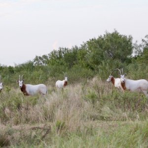 Scimitar Horned Oryx Texas