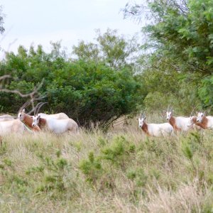 Scimitar Horned Oryx Texas