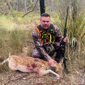 Fallow Deer Hunt Australia