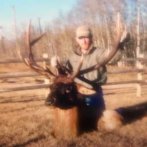 Alberta Elk Hunting