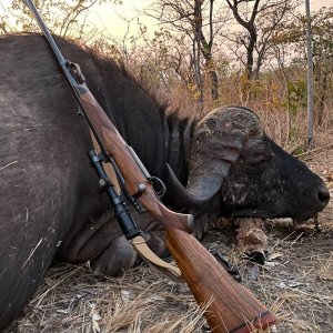 Media 'Buffalo Hunting' in category 'Hunting Africa'