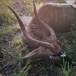 Nyala Hunt Mozambique