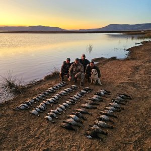 Bird hunting South Africa