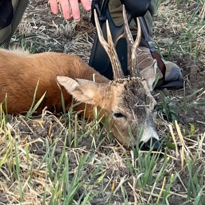 Roe Buck Hunt Hungary