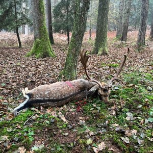 Fallow Deer Hunt Hungary