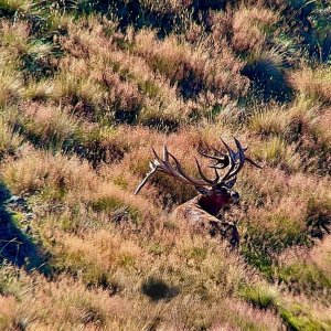 Red Stag New Zealand