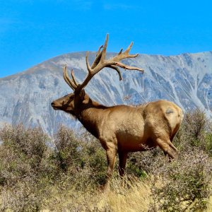 Red Stag New Zealand