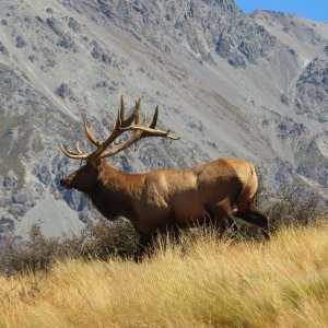 Red Stag New Zealand