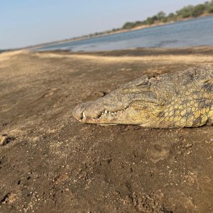 Crocodile Hunt Nyakasanga Zambezi