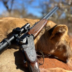 Lioness Hunting