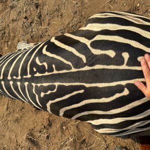 Hunting Zebra