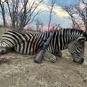 Zebra Hunting