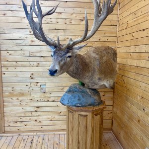 Argentinian Red Deer Pedestal Mount Taxidermy