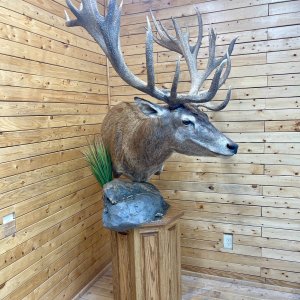 Argentinian Red Deer Pedestal Mount Taxidermy