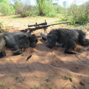 Baboon Hunt