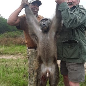 Baboon Hunting