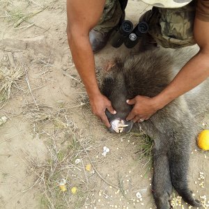 Baboon Hunt