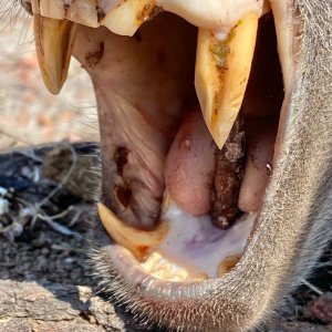 Media 'Baboon Teeth' in category 'Nature & Wildlife Africa'