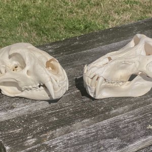 Leopard & Baboon Skull