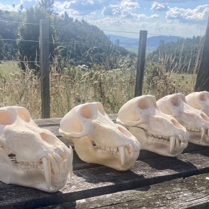 Baboon Skulls