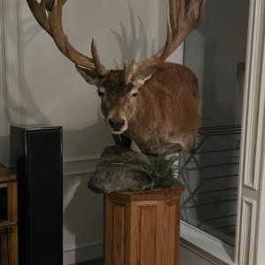 Argentinian Red Deer Pedestal Mount Taxidermy