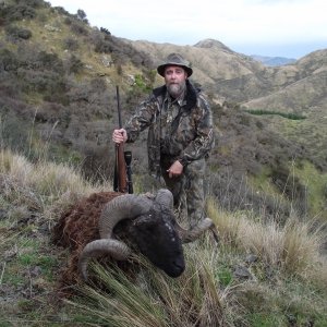 New Zealand Arapawa Ram Hunt