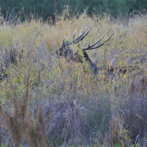 Rusa Deer New Zealand